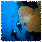 Blue Coral Diving : Hoi An, Vietnam, PADI Centre : PADI Deep Diver
