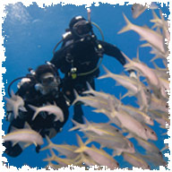 Blue Coral Diving :: Dive Hoi An, PADI Dive Centre | PADI Open Water Course